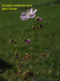 flowering plants