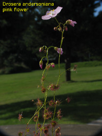 flowering plants