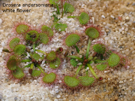 plants in the first part of the growing season