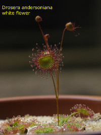 stem emerging from the basal rosette