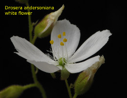 white flower