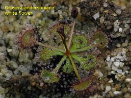 plant in the first part of the growing season