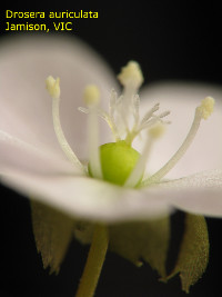 close-up of flower