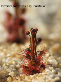 emerging adult plants