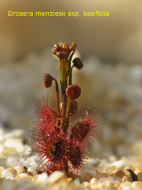 emerging adult plants