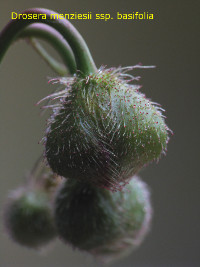 flower bud