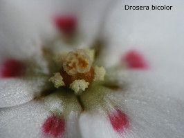 close-up of flower