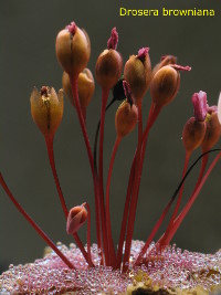 Drosera browniana