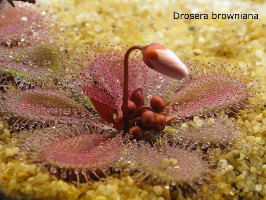Drosera browniana