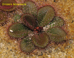 Drosera browniana