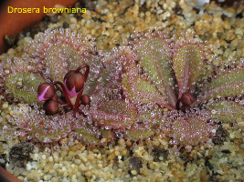 Drosera browniana