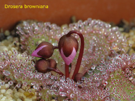 Drosera browniana