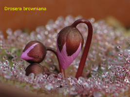 Drosera browniana