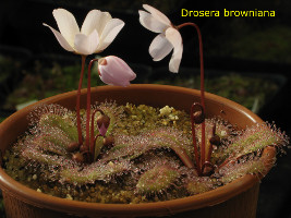 Drosera browniana