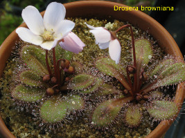 Drosera browniana