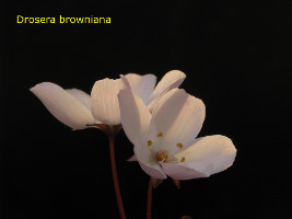 Drosera browniana