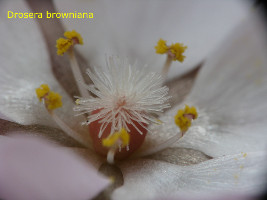 Drosera browniana