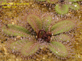 Drosera browniana