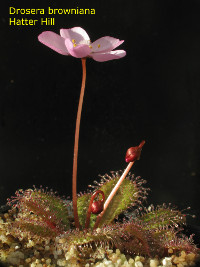 Drosera browniana