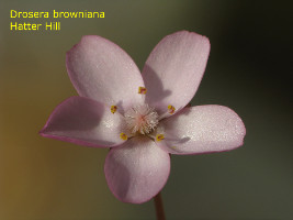 Drosera browniana