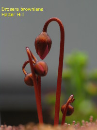 Drosera browniana