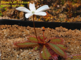 flowering plant