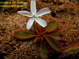 flowering plant