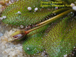 swelling seed pod