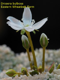 emerging plant