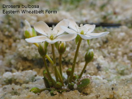 emerging plant