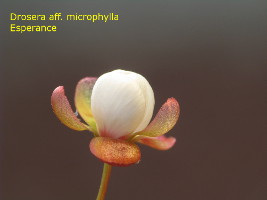 closed flower during the night