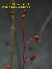 plant with flower bud