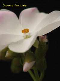 close-up of flower, note the faint pink colour on the outer parts of the petals