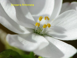 close-up of flower