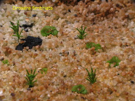 emerging young plants. Some of those are forming a rosette whereas others will form a stem