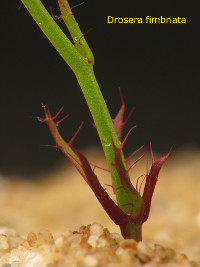 fimbriate non-carnivorous leaves