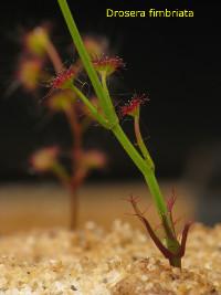 plant with carnivorous and non-carnivorous leaves