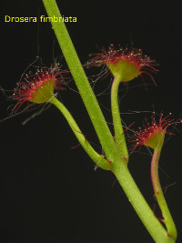 carnivorous leaves