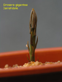 emerging plant