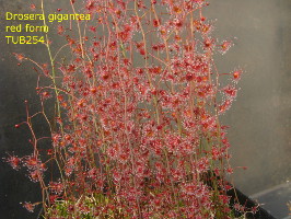 red plants