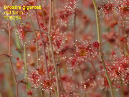 red plants