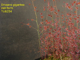 red plants