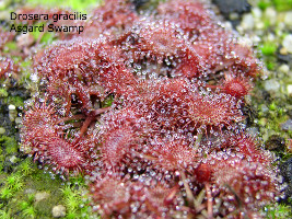 rosetted plants of a red form