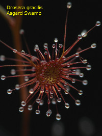 close-up of leaf