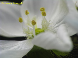 close-up of flower