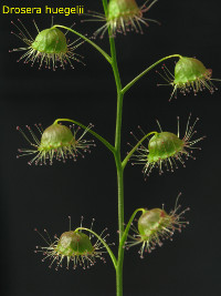 part of the stem. Note that the stem is glabrous and that the leaves are solitary