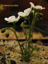 flowering plant