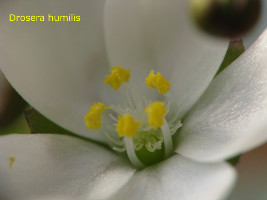 close-up if flower