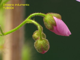 flower bud