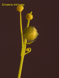 flower bud